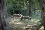 WolfDog Paradise : balades avec les loups