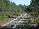 Houeillès : dans la forêt des Lugues
