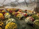 Les fleurs et plants de Thomas Bernet