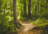 Randonnée : vers le Grand Bois de Lanau