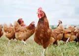 Les volailles de Papa Poule