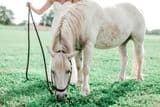 Natura Poney 