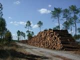 Houeillès : balade en forêt