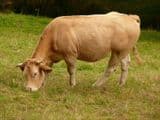 Viandes bovines de Béa et Alain Buziol
