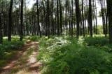 Sauméjan, vacances au « milieu de la forêt »
